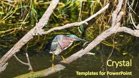  Presentation with national - Slide deck featuring green-heron-everglades-national-park background and a tawny brown colored foreground