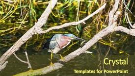  Presentation with park - Slide deck having green-heron-everglades-national-park background and a tawny brown colored foreground