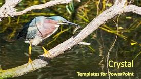  Presentation with national - Cool new PPT layouts with green-heron-everglades-national-park backdrop and a tawny brown colored foreground