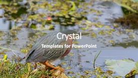  Presentation with national - Presentation design consisting of green-heron-everglades-national-park background and a gray colored foreground