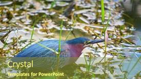  Presentation with national - Audience pleasing slide deck consisting of green-heron-everglades-national-park backdrop and a tawny brown colored foreground