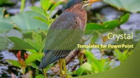  Presentation with park - Presentation with green-heron-everglades-national-park background and a tawny brown colored foreground