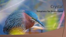  Presentation with park - Slide deck consisting of green-heron-everglades-national-park background and a ocean colored foreground