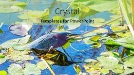  Presentation with national - Slide set enhanced with green-heron-everglades-national-park background and a yellow colored foreground