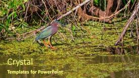  Presentation with national - Colorful presentation theme enhanced with green-heron-everglades-national-park backdrop and a tawny brown colored foreground