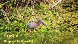  Presentation with national - Audience pleasing presentation consisting of green-heron-everglades-national-park backdrop and a tawny brown colored foreground