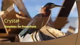  Presentation with breeding - Slide deck consisting of green heron in breeding plumage on a pile of flotsam at terre-haute guadeloupe background and a tawny brown colored foreground