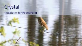  Presentation with green lake - Amazing PPT theme having green heron on a rope backdrop and a sky blue colored foreground