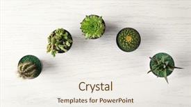  Presentation with succulents - Beautiful theme featuring green home plants - different succulents and cactus backdrop and a sky blue colored foreground