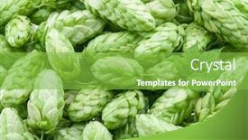  Presentation with green - Audience pleasing presentation theme consisting of green-hop-cones-ingredient backdrop and a seafoam green colored foreground