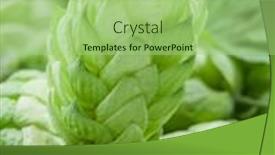  Presentation with green - Audience pleasing PPT layouts consisting of green-hop-cones-ingredient backdrop and a mint green colored foreground