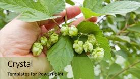  Presentation with hops - Presentation theme enhanced with green hops in hand background and a  colored foreground