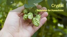  Presentation with hops - Amazing presentation having green hops in hand backdrop and a tawny brown colored foreground