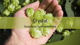  Presentation with hops - Presentation with green hops in hand background and a yellow colored foreground