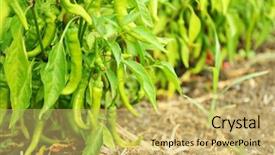  Presentation with chili - PPT layouts having green hot chili peppers background and a  colored foreground