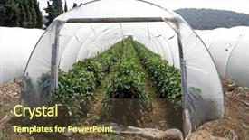  Presentation with greenhouse - Slides featuring green house - tunnel shaped plastic greenhouse background and a tawny brown colored foreground