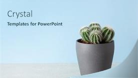  Presentation with cactus - Presentation design with green-houseplant-cactus-parodia-warasii background and a sky blue colored foreground