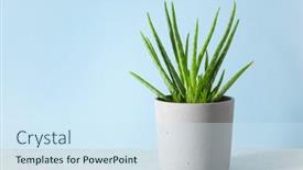  Presentation with aloe vera - Slide set having green-houseplant-succulent-aloe-vera background and a sky blue colored foreground