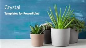  Presentation with aloe vera - PPT layouts consisting of green-houseplants-cactus-succulent-aloe background and a teal colored foreground