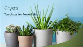  Presentation with aloe vera - Beautiful slides featuring green-houseplants-cactus-succulent-aloe backdrop and a sky blue colored foreground