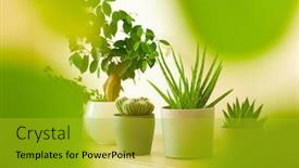  Presentation with aloe vera - Audience pleasing theme consisting of green-houseplants-cactus-succulent-aloe backdrop and a gold colored foreground