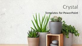  Presentation with aloe vera - Theme consisting of green-houseplants-cactus-succulent-aloe background and a sky blue colored foreground