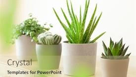  Presentation with aloe vera - Beautiful PPT theme featuring green-houseplants-cactus-succulent-aloe backdrop and a soft green colored foreground