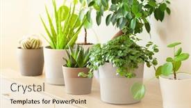  Presentation with aloe vera - Beautiful theme featuring green-houseplants-cactus-succulent-aloe backdrop and a lemonade colored foreground