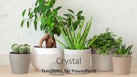  Presentation with aloe vera - Theme having green-houseplants-cactus-succulent-aloe background and a soft green colored foreground