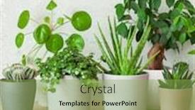  Presentation with aloe vera - Slide deck consisting of green-houseplants-cactus-succulent-aloe background and a seafoam green colored foreground