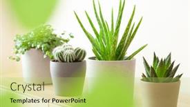  Presentation with aloe vera - Beautiful theme featuring green-houseplants-cactus-succulent-aloe backdrop and a yellow colored foreground
