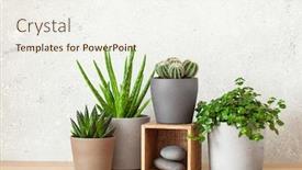  Presentation with aloe vera - Theme having green-houseplants-cactus-succulent-aloe background and a sky blue colored foreground