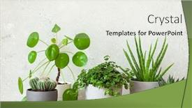  Presentation with aloe vera - Audience pleasing PPT layouts consisting of green-houseplants-cactus-succulent-aloe backdrop and a sky blue colored foreground
