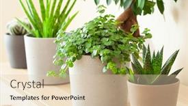  Presentation with aloe vera - PPT layouts enhanced with green-houseplants-cactus-succulent-aloe background and a lemonade colored foreground