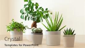  Presentation with aloe vera - Beautiful PPT layouts featuring green-houseplants-cactus-succulent-aloe backdrop and a soft green colored foreground