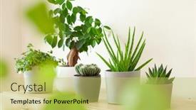  Presentation with aloe vera - Colorful presentation theme enhanced with green-houseplants-cactus-succulent-aloe backdrop and a yellow colored foreground