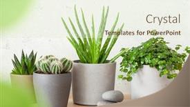  Presentation with succulent - Presentation theme featuring green-houseplants-cactus-succulent-aloe background and a sky blue colored foreground