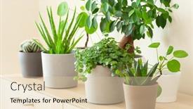  Presentation with aloe vera - Cool new slide set with green-houseplants-cactus-succulent-aloe backdrop and a lemonade colored foreground