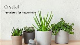  Presentation with aloe vera - Beautiful presentation design featuring green-houseplants-cactus-succulent-aloe backdrop and a sky blue colored foreground