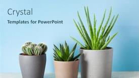  Presentation with aloe vera - Audience pleasing slide deck consisting of green-houseplants-cactus-succulent-aloe backdrop and a sky blue colored foreground