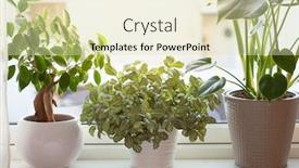  Presentation with ginseng - Colorful slides enhanced with green-houseplants-fittonia-monstera backdrop and a soft green colored foreground