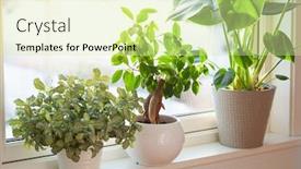  Presentation with ginseng - Amazing slides having green-houseplants-fittonia-monstera backdrop and a soft green colored foreground