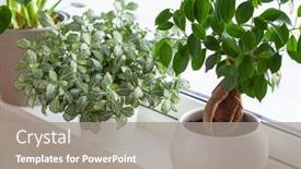  Presentation with ginseng - Presentation design featuring green-houseplants-fittonia-monstera background and a gray colored foreground