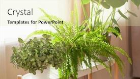  Presentation with white green - Slides featuring green-houseplants-fittonia-nephrolepis background and a soft green colored foreground