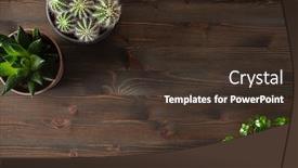  Presentation with cactus - Audience pleasing slides consisting of green-houseplants-flat-lay-cactus backdrop and a tawny brown colored foreground