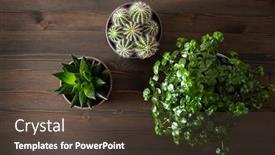  Presentation with succulent - Theme featuring green-houseplants-flat-lay-cactus background and a tawny brown colored foreground