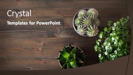  Presentation with cactus - Cool new PPT theme with green-houseplants-flat-lay-cactus backdrop and a tawny brown colored foreground