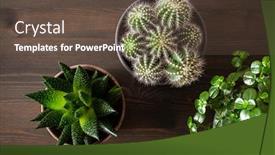  Presentation with green leaves coriander lay - Cool new PPT layouts with green-houseplants-flat-lay-cactus backdrop and a tawny brown colored foreground