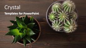  Presentation with flat - Colorful PPT theme enhanced with green-houseplants-flat-lay-cactus backdrop and a tawny brown colored foreground