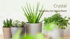  Presentation with aloe vera - Colorful theme enhanced with green-houseplants-succulent-aloe-vera backdrop and a sky blue colored foreground